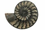 Cut/Polished Ammonite Fossil - Unusual Black Color #199171-1